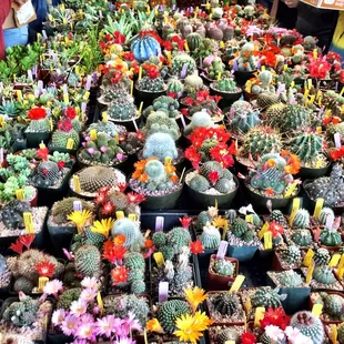 Carmichael Cactus and Succulent Society Show 2015