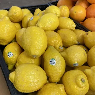 Lemons the size of my fist!