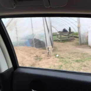 Fresh produce in Green House