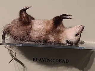 Great Valley Museum of Natural History