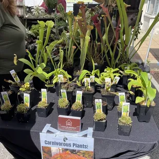Carnivorous plants