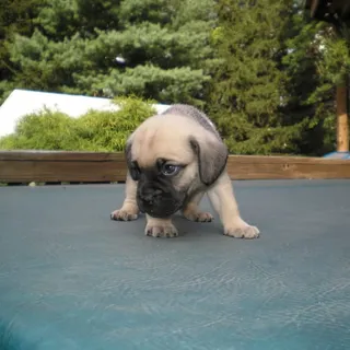 Beastie B.