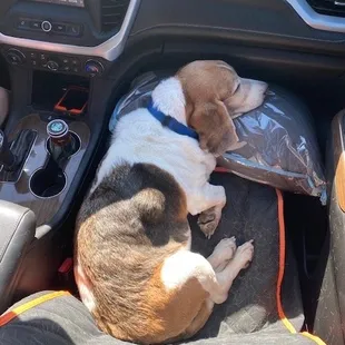 Exhausted from playing.