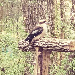 Kookaburra on a perch.