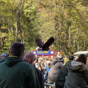 Falconry Show