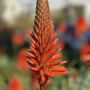 Flowers around the restaurant