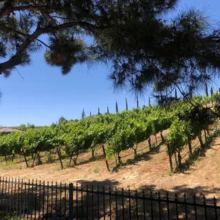 a vineyard in the distance