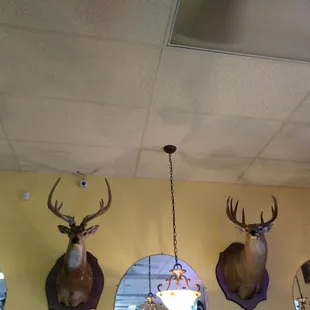 Deer heads