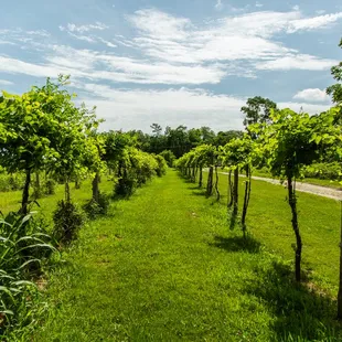 rows of grape vines in a vineyard