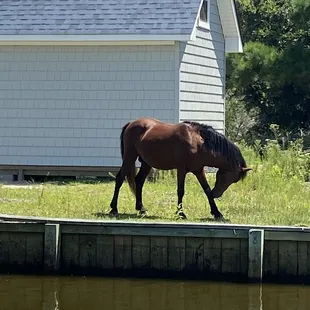 Young wild stallion, Corova Bch.
