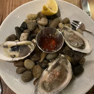 Oysters
