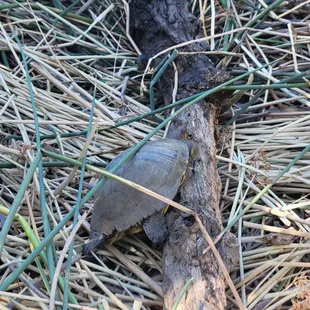 Turtle the family helped save in their parking lot