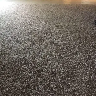 a cat laying on the floor