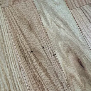 Damaged wood glued down permanently.