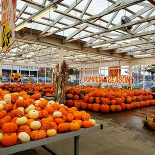 Love colors of pumpkins.