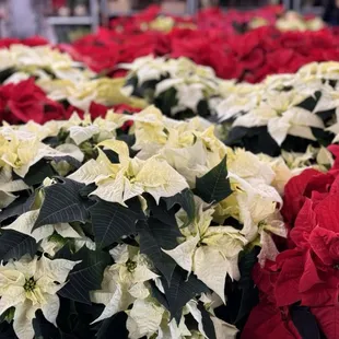 Poinsettias for days