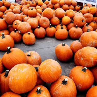 Halloween Season and lots of Pumpkins