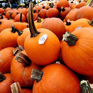 Halloween Season and lots of Pumpkins