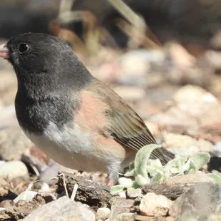 Dark-eyed Junco