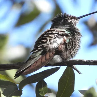 Rivoli's Hummingbird
