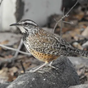 Cactus Wren
