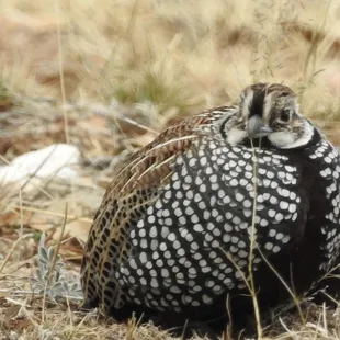 Rare Montezuma Quail