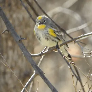 Yellow-rumped Warbler