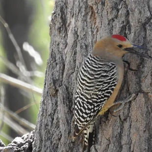 Gila Woodpecker
