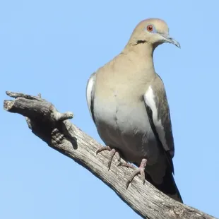 White-winged Dove
