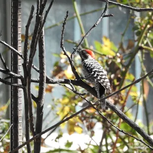 Ladder-backed Woodpecker