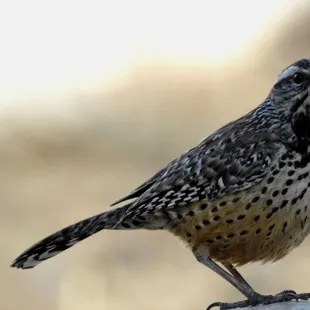 Cactus Wren