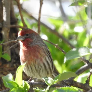 House Finch
