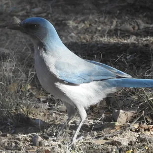 Mexican Jay