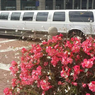 Newest addition to carriage house charters limousines