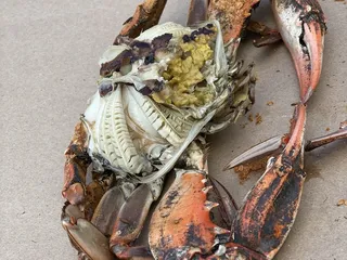 Furnace Grill & Crab House