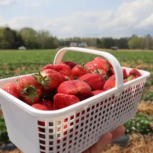 Strawberry basket