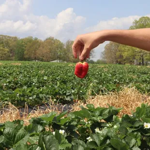 Strawberry over rows