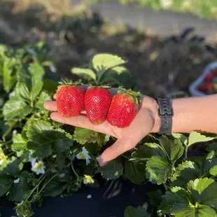Three fresh strawberries!