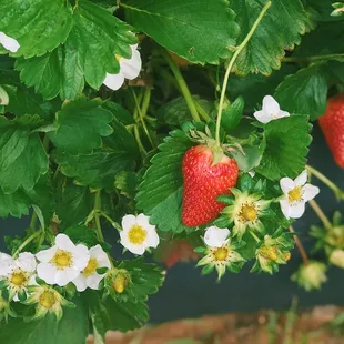 Strawberries and Flowers!