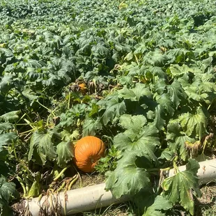 Pumpkins