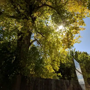 Carson National Forest mid-October in NM