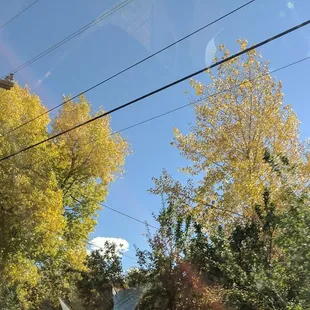 Cottonwoods in Carson National Forest mid-October in NM
