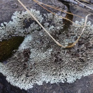 Lichen