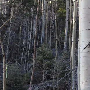 Trees (birch possibly)