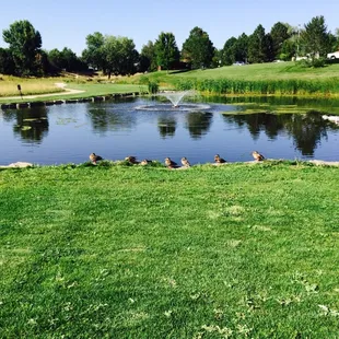 Great pond with ducks.