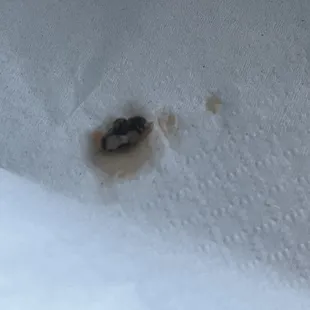 Fly found in ravioli