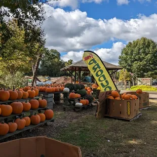 Pumpkins for sale