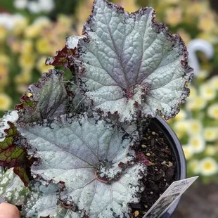 Rex "Jurassic" begonia