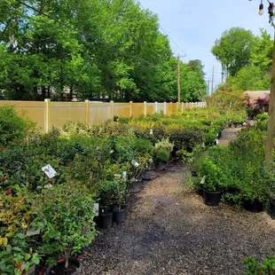 a variety of plants and shrubs