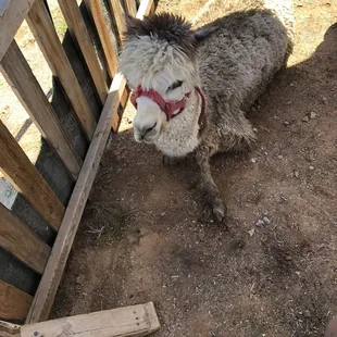 Llama
